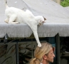 Funny Animals - Cat Thief