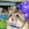 Funny Animals - Dwarf Hamsters