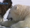 Cool Links - Polar Bears Playing with Dogs 