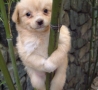 Funny Animals - Climbing Dog