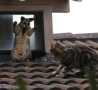 Funny Animals - Come Up Here Kitty!