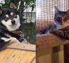 Funny Animals - Cool Catdogs