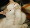 Funny Animals - Cute Cat