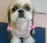 Funny Animals - Cute Hairstyle For Dogs