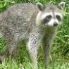 Funny Animals - Raccoons