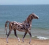 Funny Animals - Nature Horses Using Driftwood