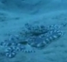 Cool Links - Mimic Octopus In Action