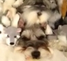 Funny Links - Dog Hiding In Stuffed Animals