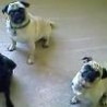 Funny Links - Three Cute Pugs