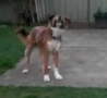 Funny Links - Blind Dog Plays Fetch