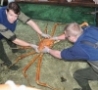 Cool Links - Big Crab