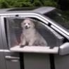 Weird Funny Pictures - Dog Window