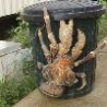 Funny Animals - Large Scary Crab