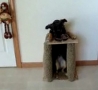 Funny Links - Dog Trained to Eat While Standing