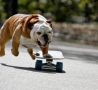 Funny Animals - Dogs Do Skate