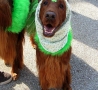 St. Patricks Day - Dogs Join in the Fun