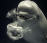 Funny Animals - Dolphins Smoke