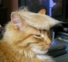 Funny Links - Donald Trump Cat