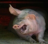 Funny Animals - Don't Eat Pork