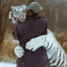 Funny Links - Siberian Tiger