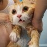 Funny Animals - Lolcats Taking Baths