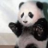 Funny Animals - Dont Shoot Me Panda