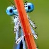 Funny Animals - Blue Dragonfly