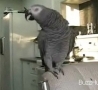 Cool Links - Beatboxing Parrot