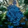 Funny Animals - Blue Butterflies
