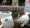 Funny Animals - Kitty Blood Pressure