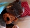 Funny Links - Kitty Hugs its Teddy 