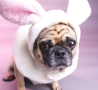 Easter Funny Pictures - Easter Bunny Dog