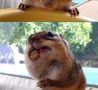 Funny Animals - Eating a Nut