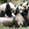 Funny Animals - Panda Pooper
