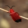 Funny Animals - Bloody Winged Beetle