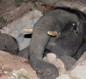 Funny Animals - Elephant in a Hole