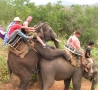 Funny Animals - Elephant Making Love