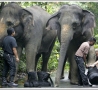 Funny Animals - Elephants Got Shoes