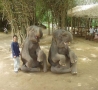Funny Animals - Elephants Hanging Out