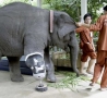 Funny Pictures - Elephant's Prosthetic Leg