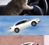 Funny Animals - Epic Feline Drivers