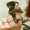 Funny Animals - Tiny Creatures