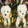 Funny Animals - Flower Dogs