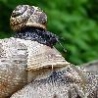 Funny Animals - Snail Family