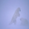 Funny Animals - Beautiful Polar Bears