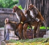 Funny Animals - Monkey Love-Funny Pictures