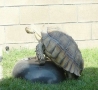 Funny Animals - Turtle Love
