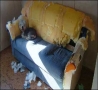 Funny Animals - Couch Damage