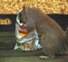 Funny Animals - Squirrel Crisps