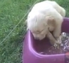 Funny Links - Puppy Falls Asleep in his Water 